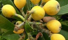 我爱家乡的枇杷