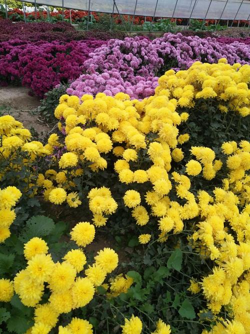 查看菊花