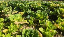 给自己种上一亩田地