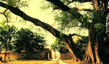 镌刻在槐树下的约定