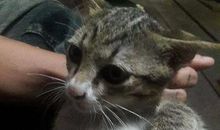 我发现了壁虎的秘密