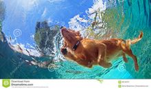 一次难忘的游泳