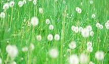 送你一束蒲公英读后感