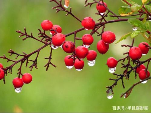 叙述