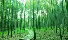 描写竹子的作文500字