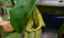 我发现了猪笼草的秘密