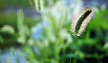 狗尾巴草的春天