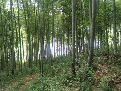 游竹园