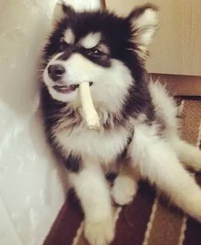 让我爱与恨的动物