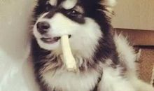 让我又爱又恨的动物