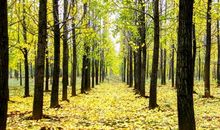 观一路风光赏一片银杏