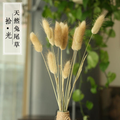 草丛中的小星星
