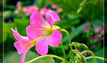 我发现小草的美