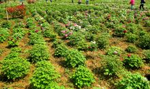 绿然藤农场一日游