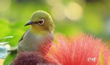 鸟儿带给我的启示