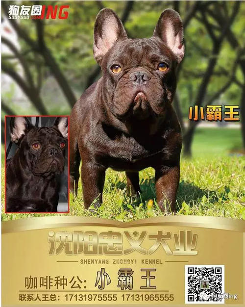 狗的朋友