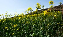 春天，亮丽的风景线