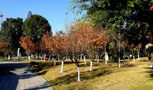 白鹿公园的秋天