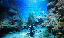 海洋馆游记