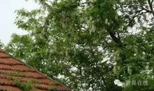 难忘姥姥家的槐花