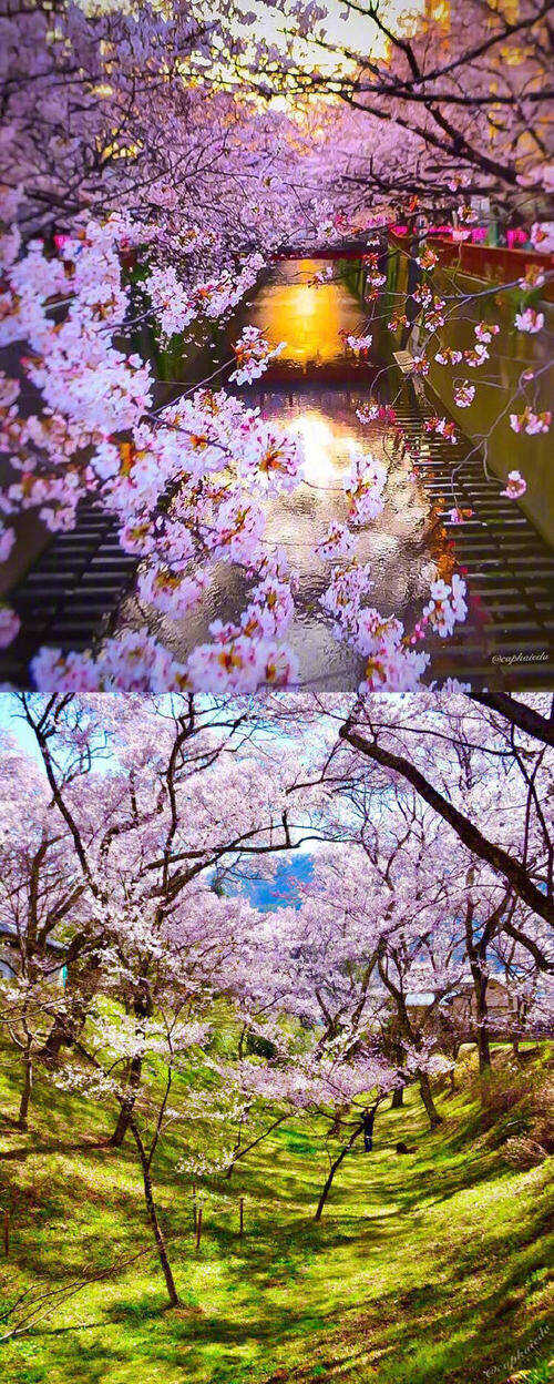 樱花的组成