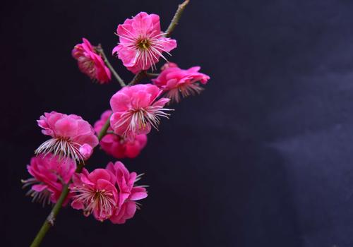 春天是一首歌