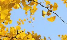 我的植物朋友银杏树