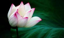 我在书中忆荷花