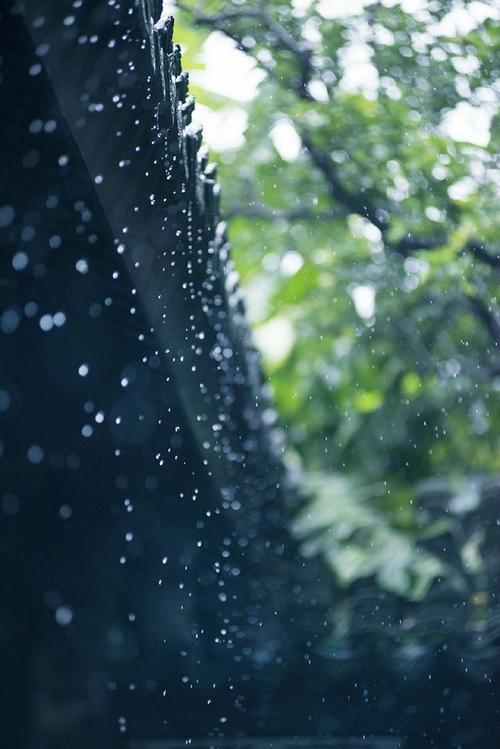 校园雨