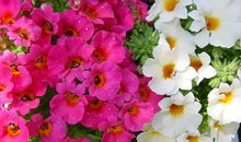 助人为乐的玫瑰