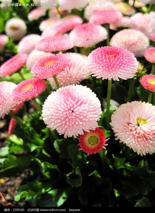 寻找生活中最美丽的花朵