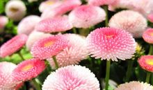 寻找生活中最美的花朵