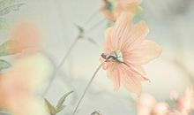 美丽，是一种心境