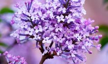 医院里的丁香花