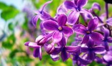 丁香花淘气包张明作文