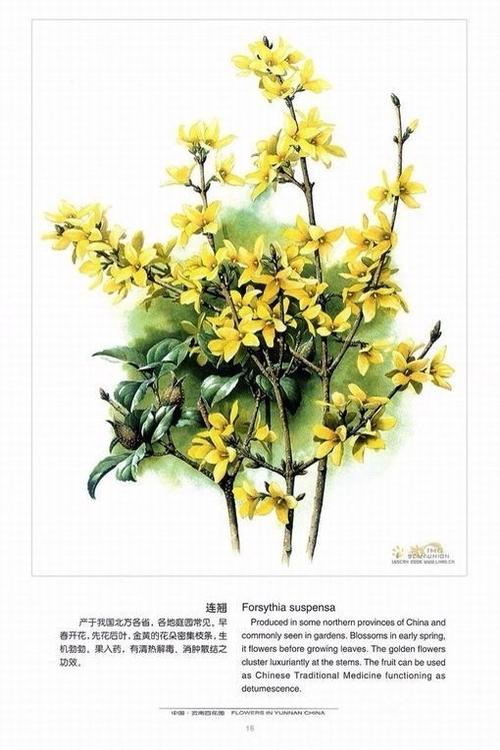美丽的连翘花