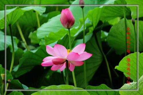 晦涩的莲花