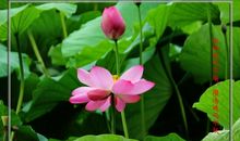 默默无闻的荷花