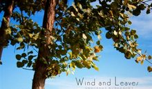 风与叶