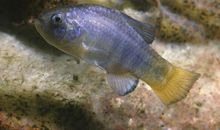 一条沙漠里的鱼