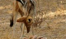 在路上见到的一件事