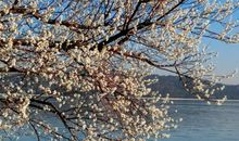 想对春天说声好