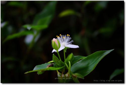 无名草