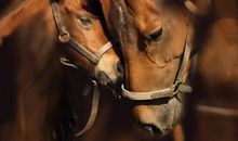 原来母爱一直在我身旁