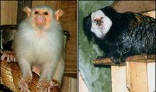 一只猴子从动物园跑了出来续写