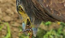 我发现了鸡吃小石子的秘密