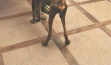 失而复得的小狗