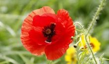 对世界温柔以待