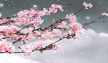 赞扬梅花的作文