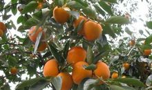 我爱家乡的柿子